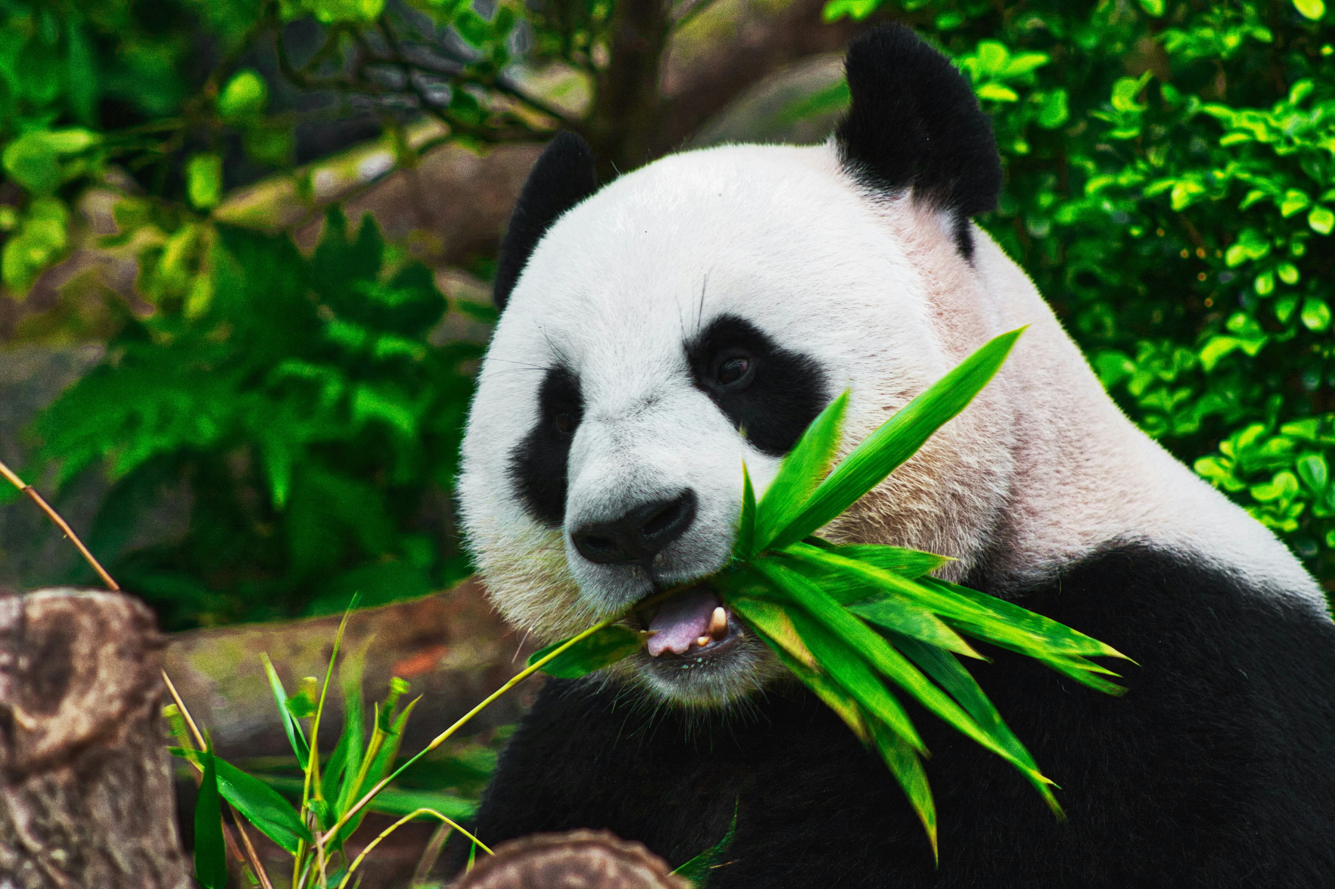 pandas fundamentals: 5 กลุ่ม pd functions ที่ควรรู้ในการทำงานกับข้อมูล พร้อมตัวอย่างจาก Spotify dataset